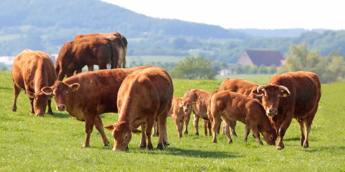 Vaches Limousines paissant dans une prairie vallonnée du Limousin