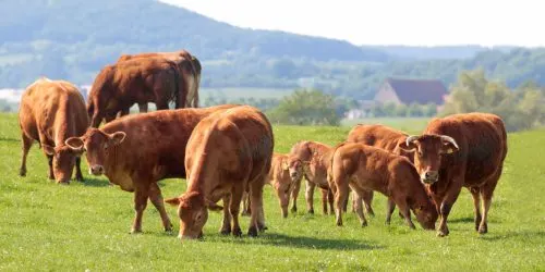 Troupeau de vaches Limousines paissant dans une prairie verte près d'une ferme