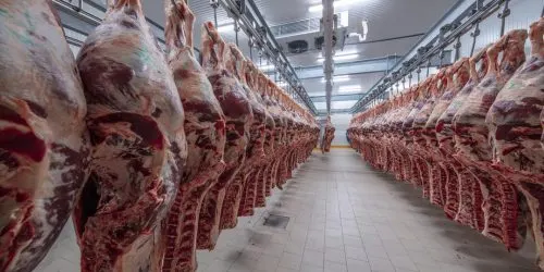 Carcasses de bœuf suspendues aux crochets dans la chambre froide
