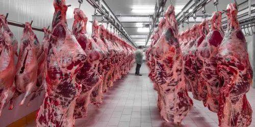 Contrôle des carcasses suspendues lors de la réception dans la chambre froide