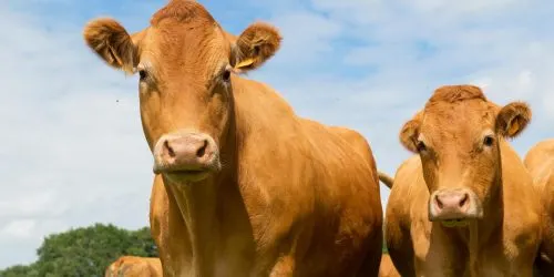 Vaches Limousines en liberté dans un pâturage sous un ciel bleu